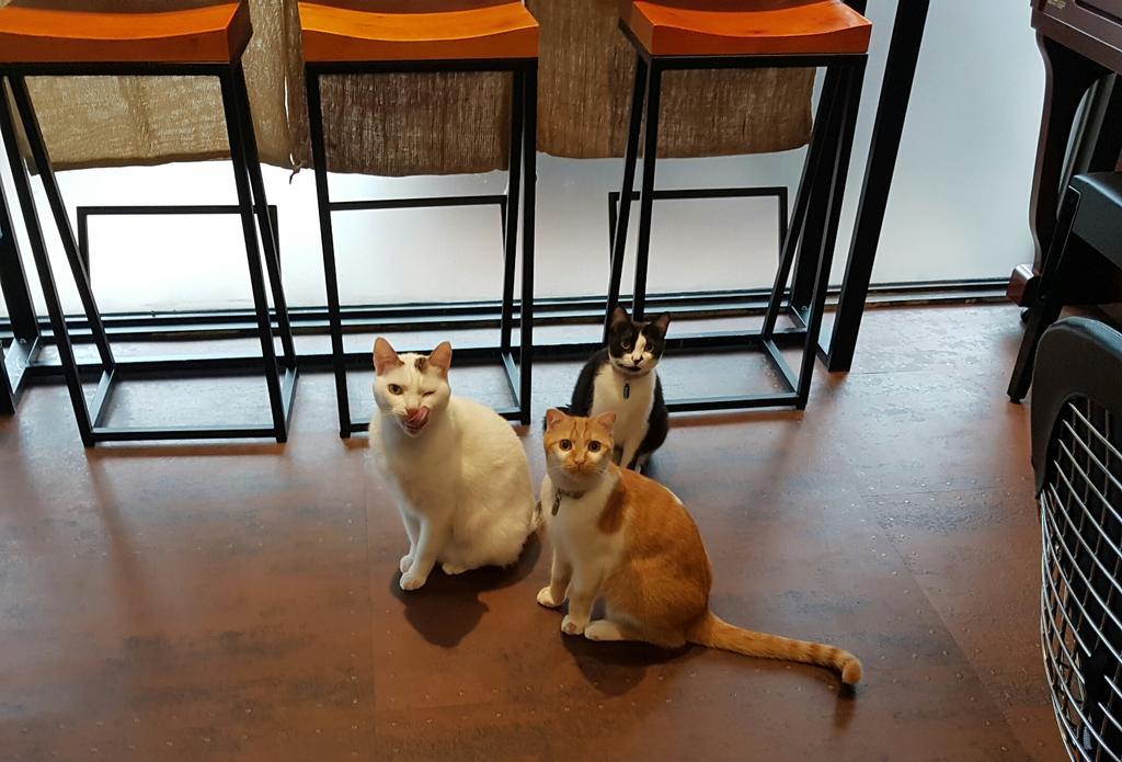 Meow G Cafe Hostel Hualien Dış mekan fotoğraf
